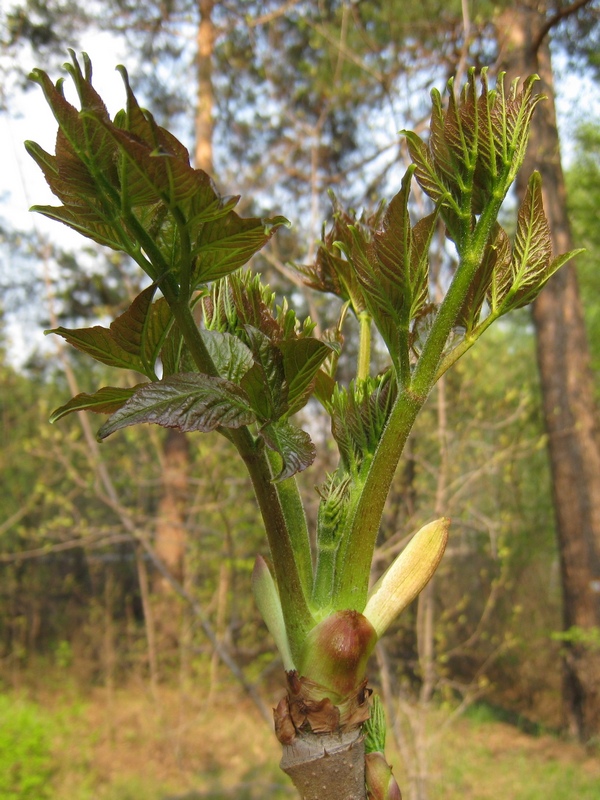 Image of Aralia elata specimen.