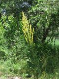 Verbascum speciosum