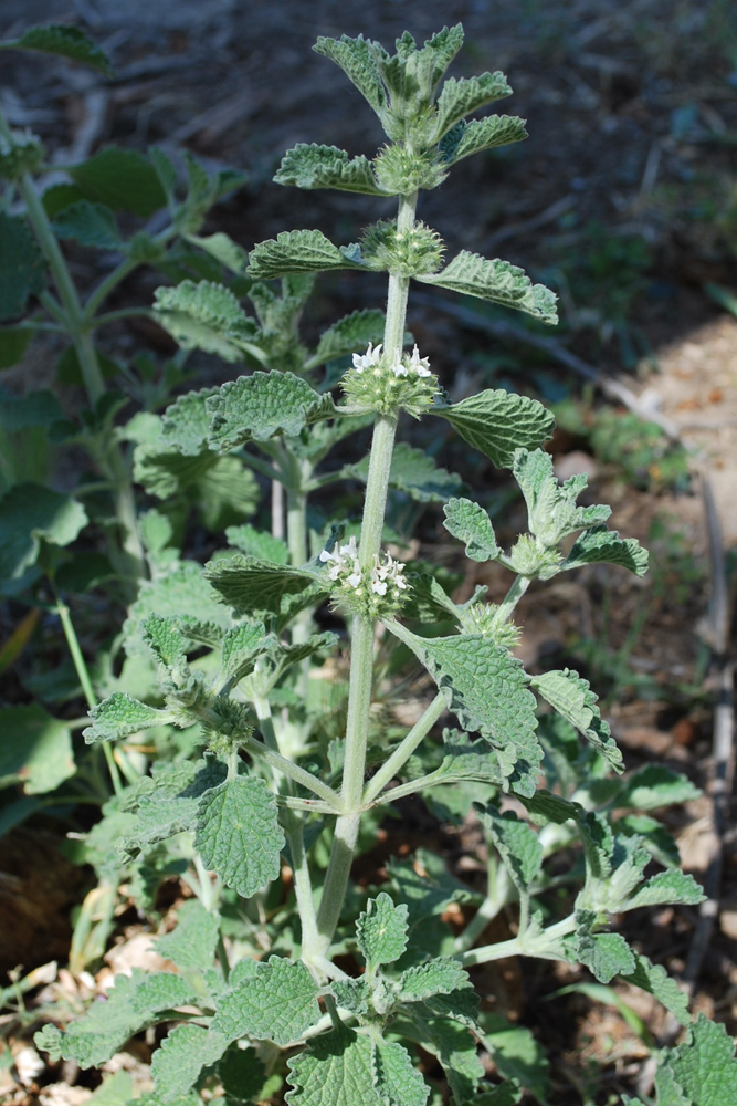 Изображение особи Marrubium anisodon.