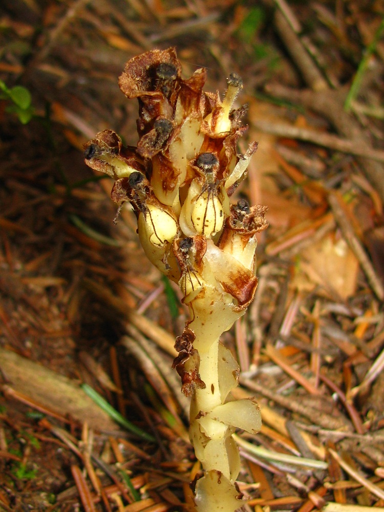 Изображение особи Hypopitys monotropa.