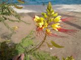Caesalpinia gilliesii