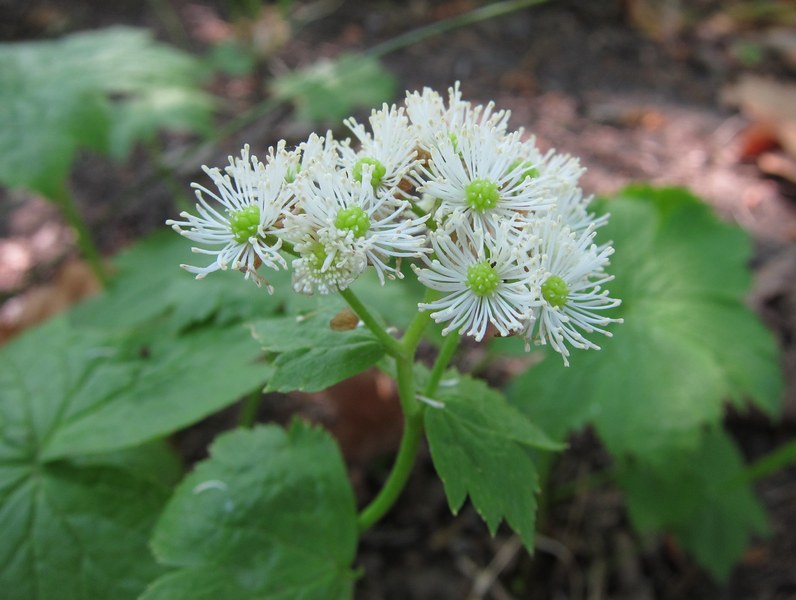 Изображение особи Trautvetteria japonica.