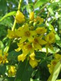Lysimachia vulgaris. Соцветие. Украина, Хмельницкая обл., Красиловский р-н, с. Терешки, берег р. Понора. 31.07.2010.