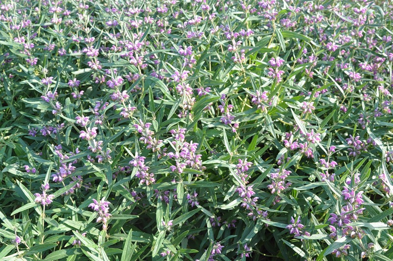 Image of Phlomis pungens specimen.