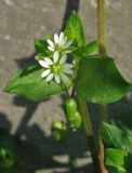 Stellaria media