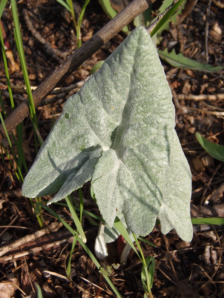 Image of Petasites spurius specimen.