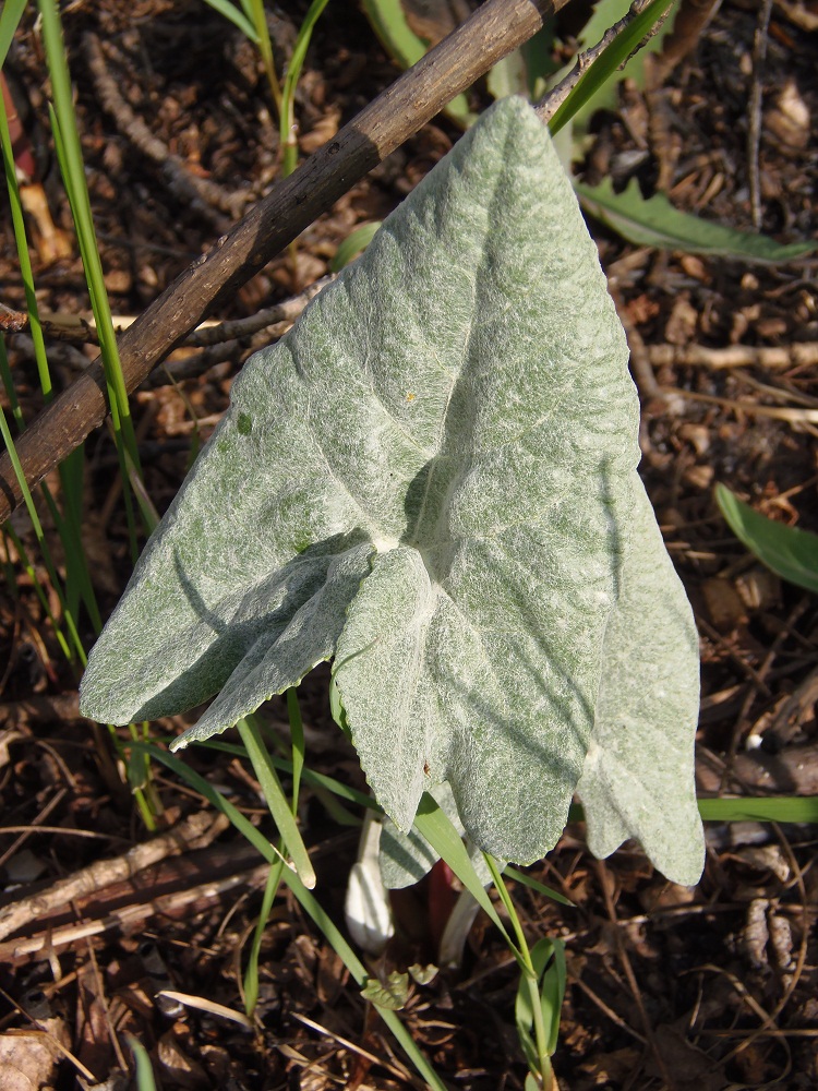 Изображение особи Petasites spurius.