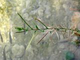 genus Epilobium. Верхняя часть цветущего и плодоносящего растения. Хорватия, Лика-Сень, Национальный парк «Плитвицкие озёра», берег озера, у воды. 05.09.2012.