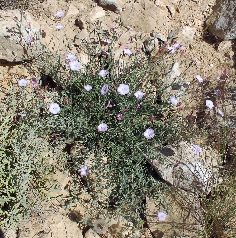 Image of Convolvulus oleifolius specimen.