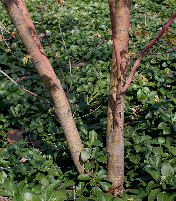Image of Acer palmatum specimen.