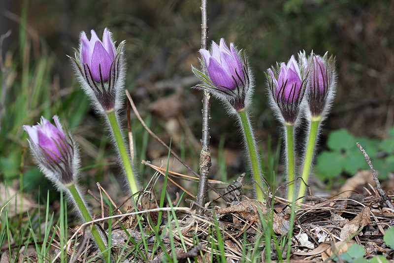 Image of Pulsatilla patens specimen.