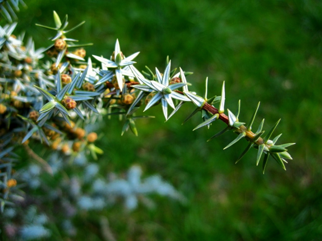 Image of Juniperus cedrus specimen.