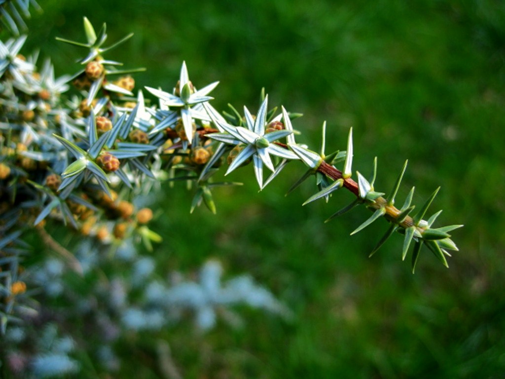 Изображение особи Juniperus cedrus.