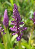 Orchis mascula. Соцветие. Армения, Вайоц Дзор, окр. монастыря Спитакавор. 02.05.2013.