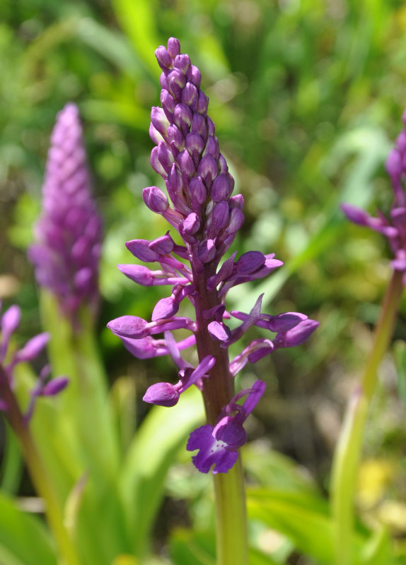 Изображение особи Orchis mascula.