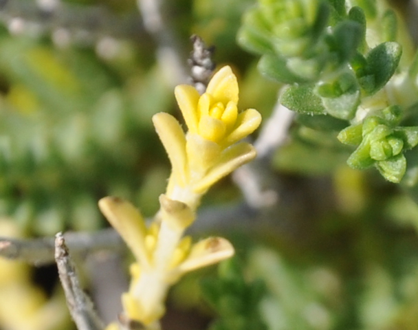 Image of Thymbra capitata specimen.