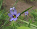 Sisyrinchium septentrionale