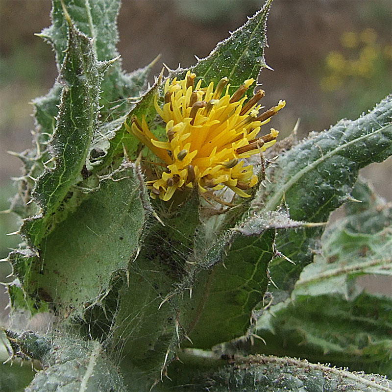 Изображение особи Centaurea benedicta.