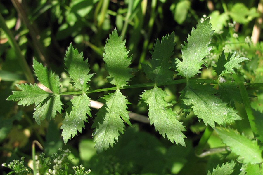 Изображение особи Berula erecta.