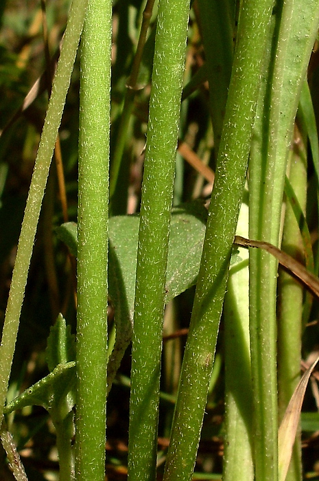 Image of Plantago cornuti specimen.
