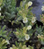 Teucrium subspecies helianthemoides