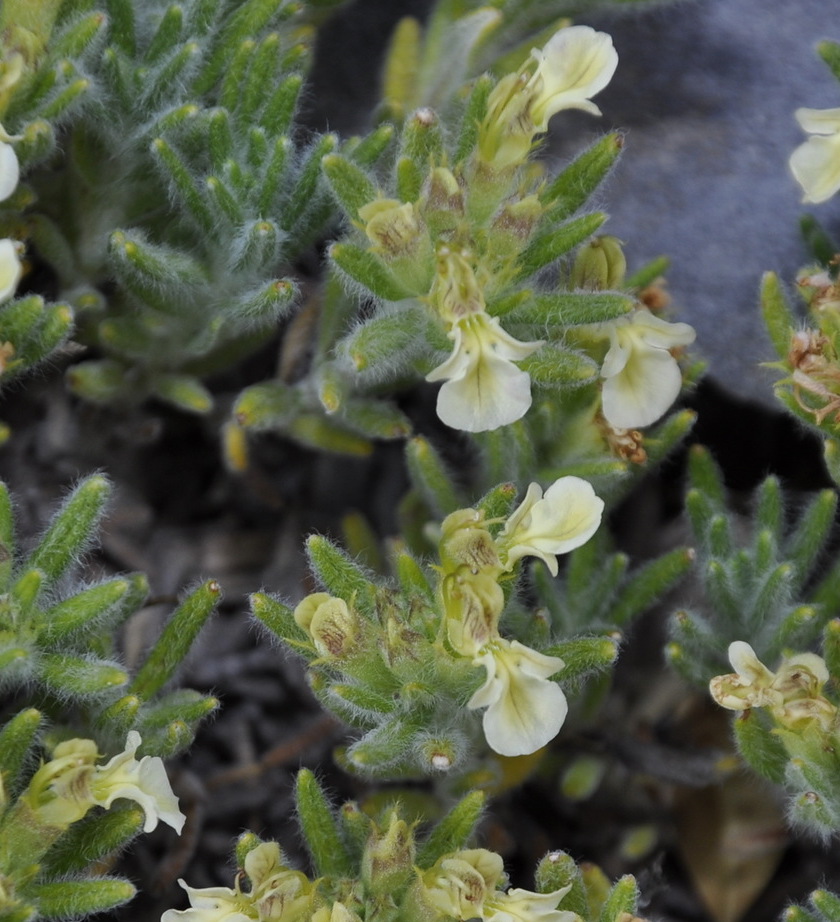 Image of Teucrium montanum ssp. helianthemoides specimen.