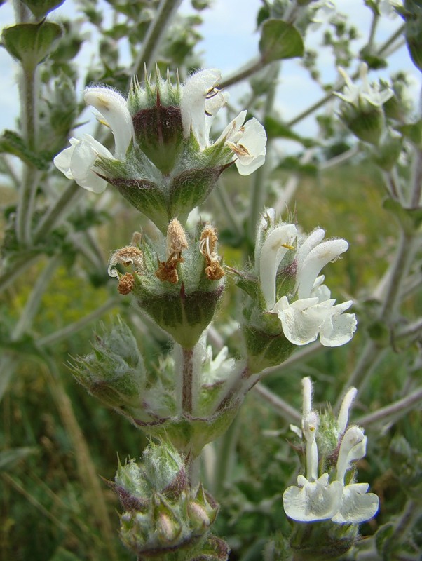 Изображение особи Salvia aethiopis.