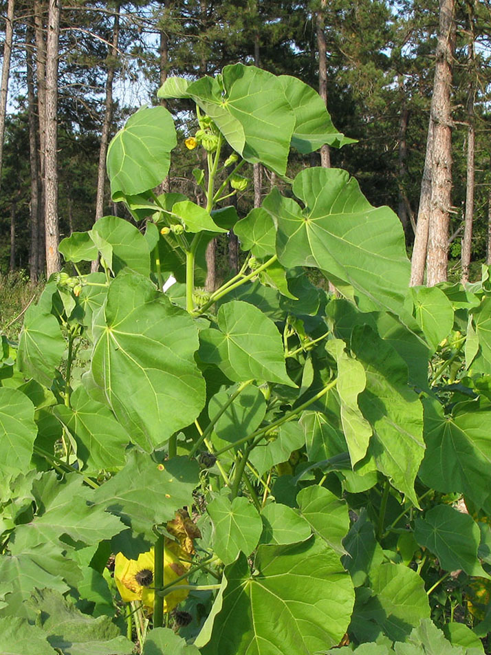 Изображение особи Abutilon theophrasti.