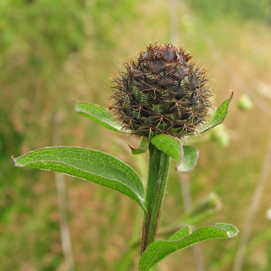 Image of Centaurea carpatica specimen.