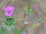 Erodium manescavi