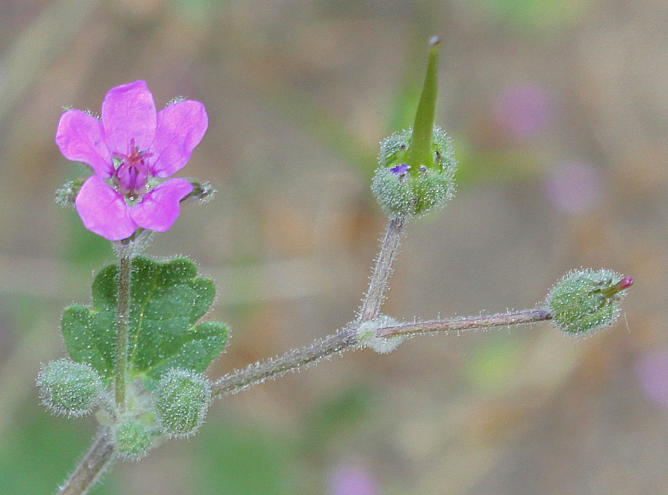 Image of Erodium manescavi specimen.