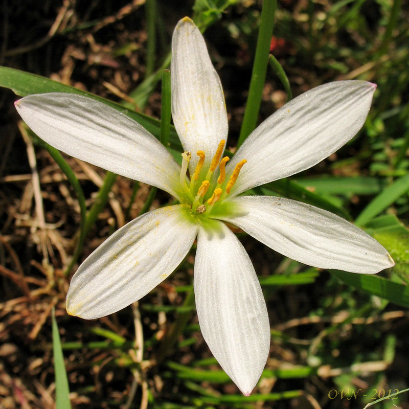 Image of Zephyranthes candida specimen.