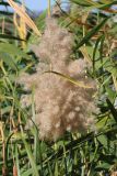 Phragmites australis