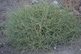 Petrosimonia triandra