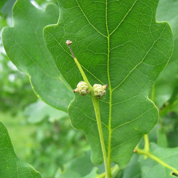 Изображение особи Quercus robur.