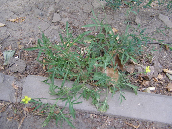 Image of Diplotaxis tenuifolia specimen.