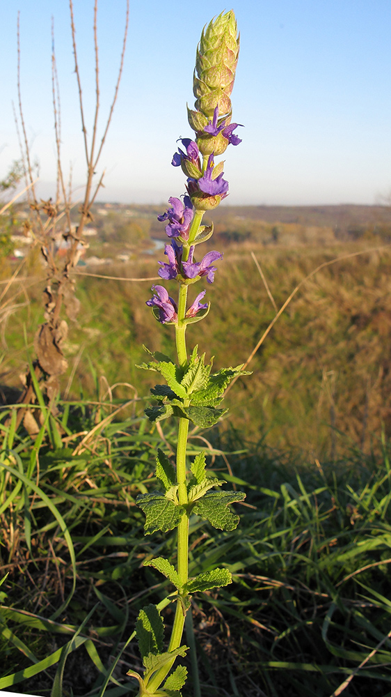 Image of Salvia tesquicola specimen.
