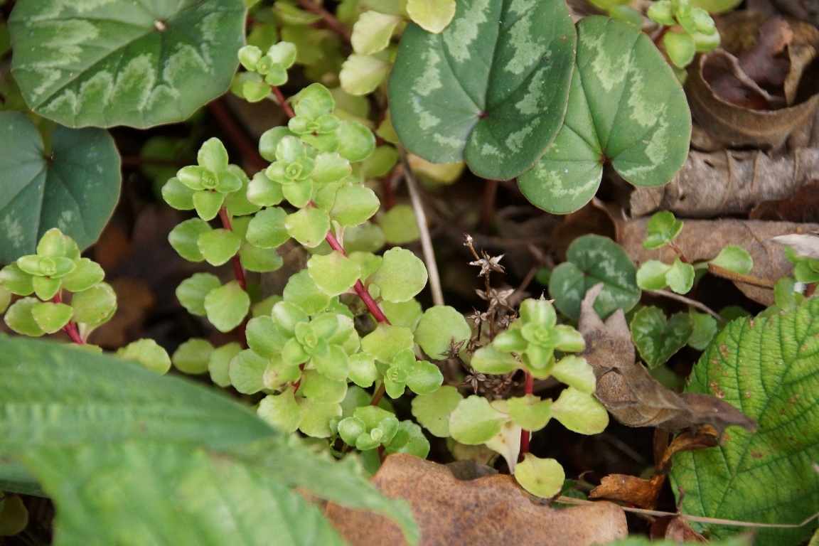 Изображение особи Sedum stoloniferum.