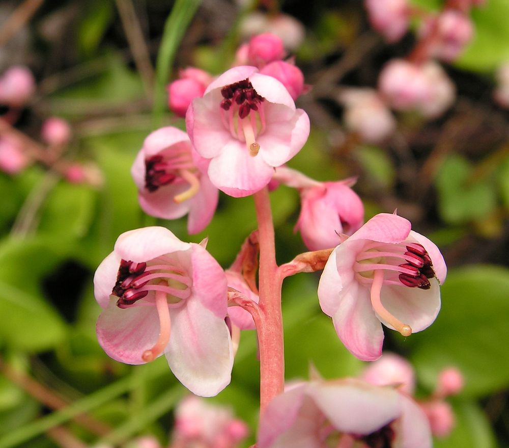 Image of Pyrola incarnata specimen.