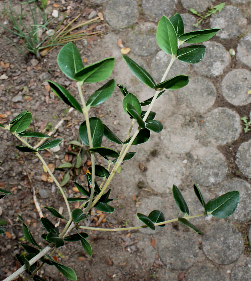 Image of Phillyrea latifolia specimen.