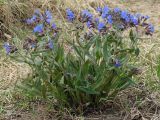 Pulmonaria mollis