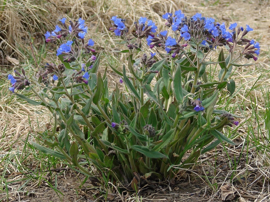 Image of Pulmonaria mollis specimen.