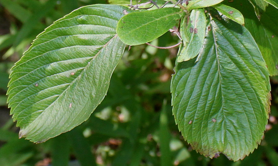 Image of Viburnum sieboldii specimen.