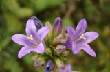 Campanula bononiensis