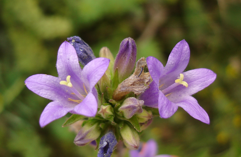 Image of Campanula bononiensis specimen.