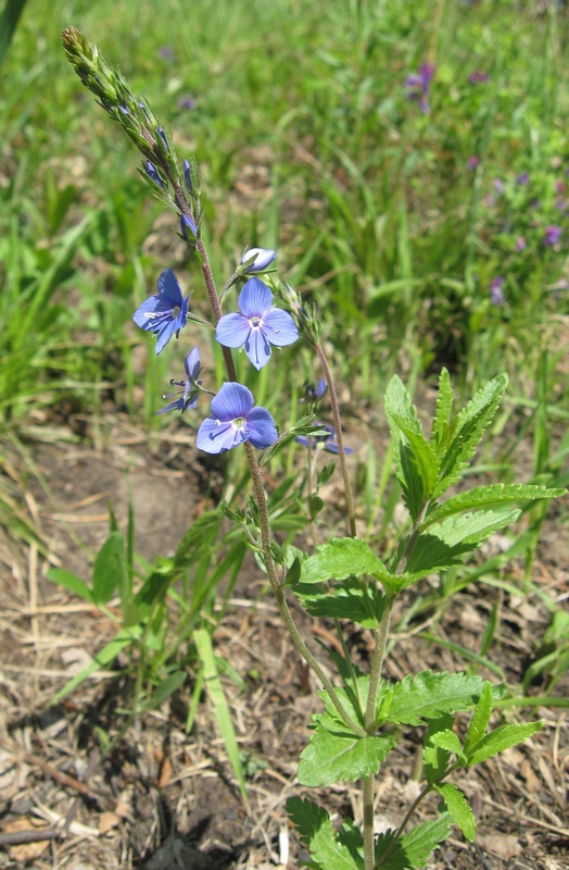 Image of Veronica krylovii specimen.