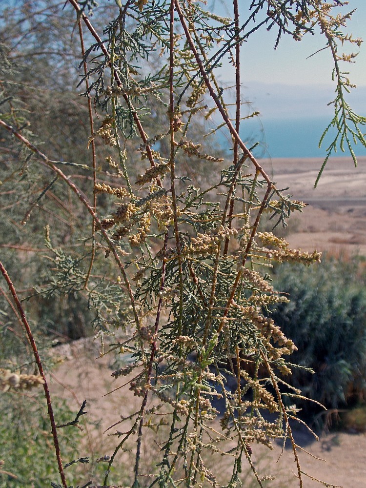 Image of genus Tamarix specimen.