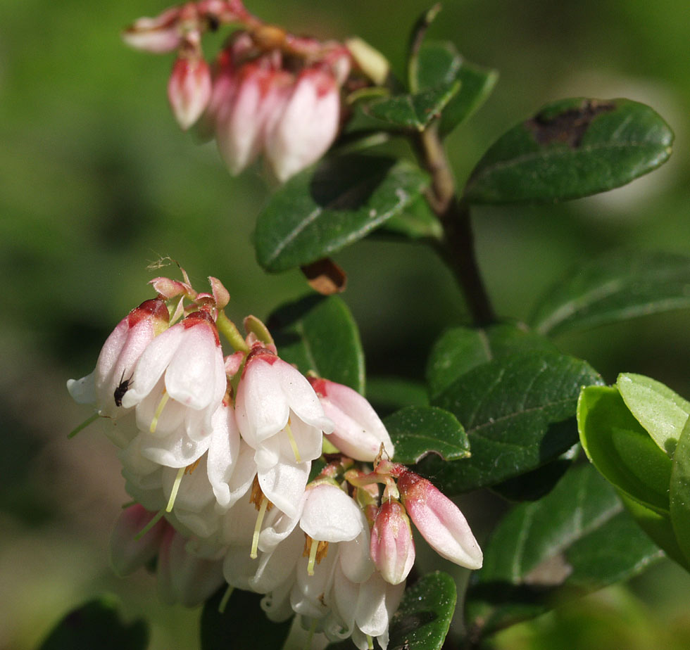 Image of Vaccinium vitis-idaea specimen.