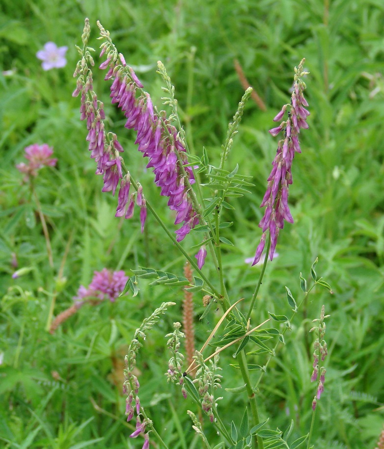 Изображение особи Hedysarum alpinum.