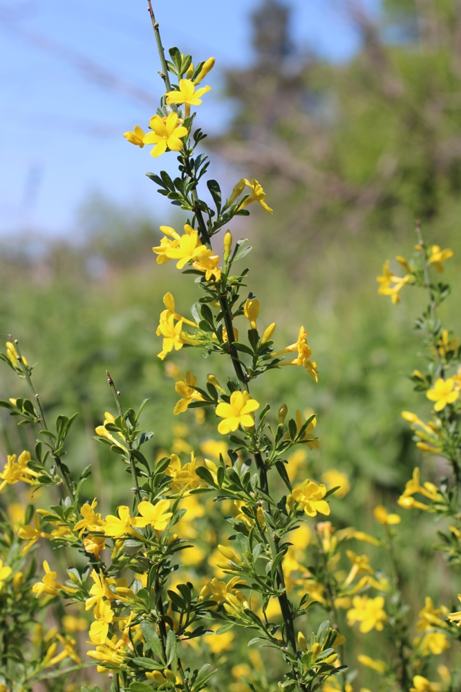 Изображение особи Jasminum fruticans.